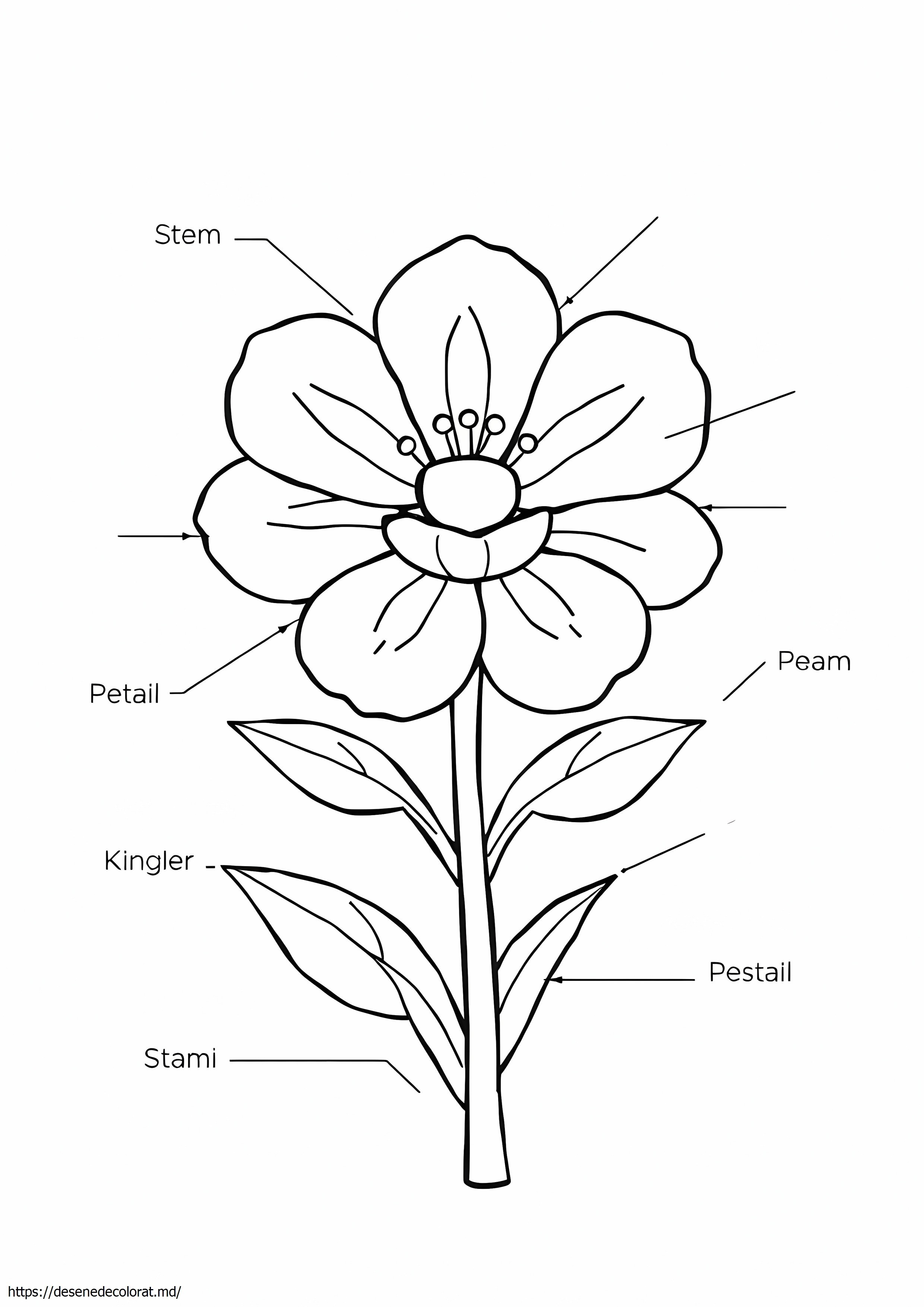 Părți de flori