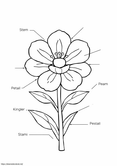 Părți de flori