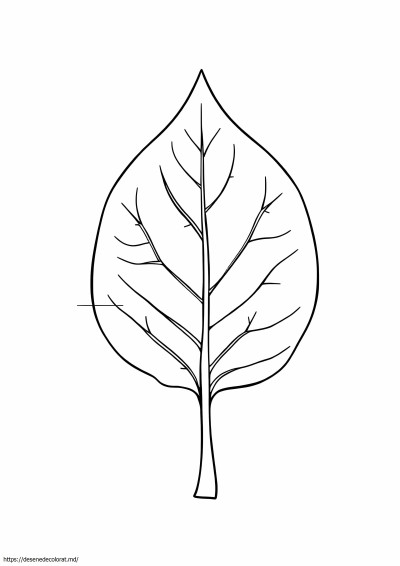 Anatomia frunzei