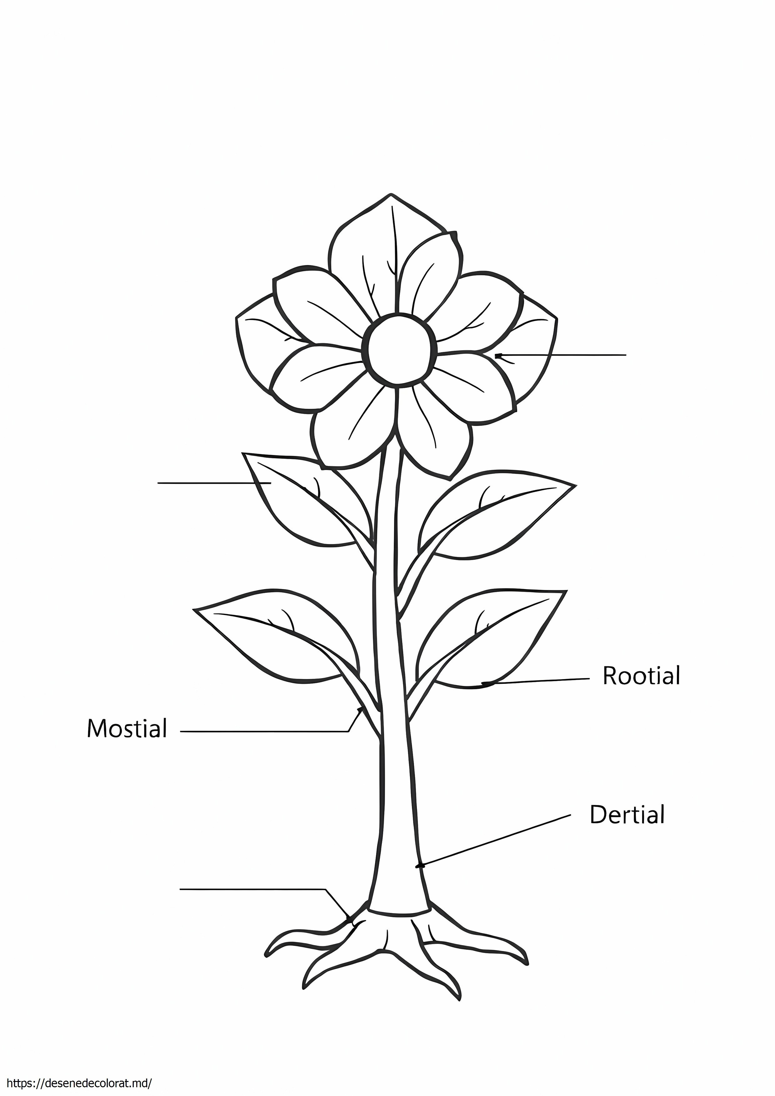 Părți ale unei plante