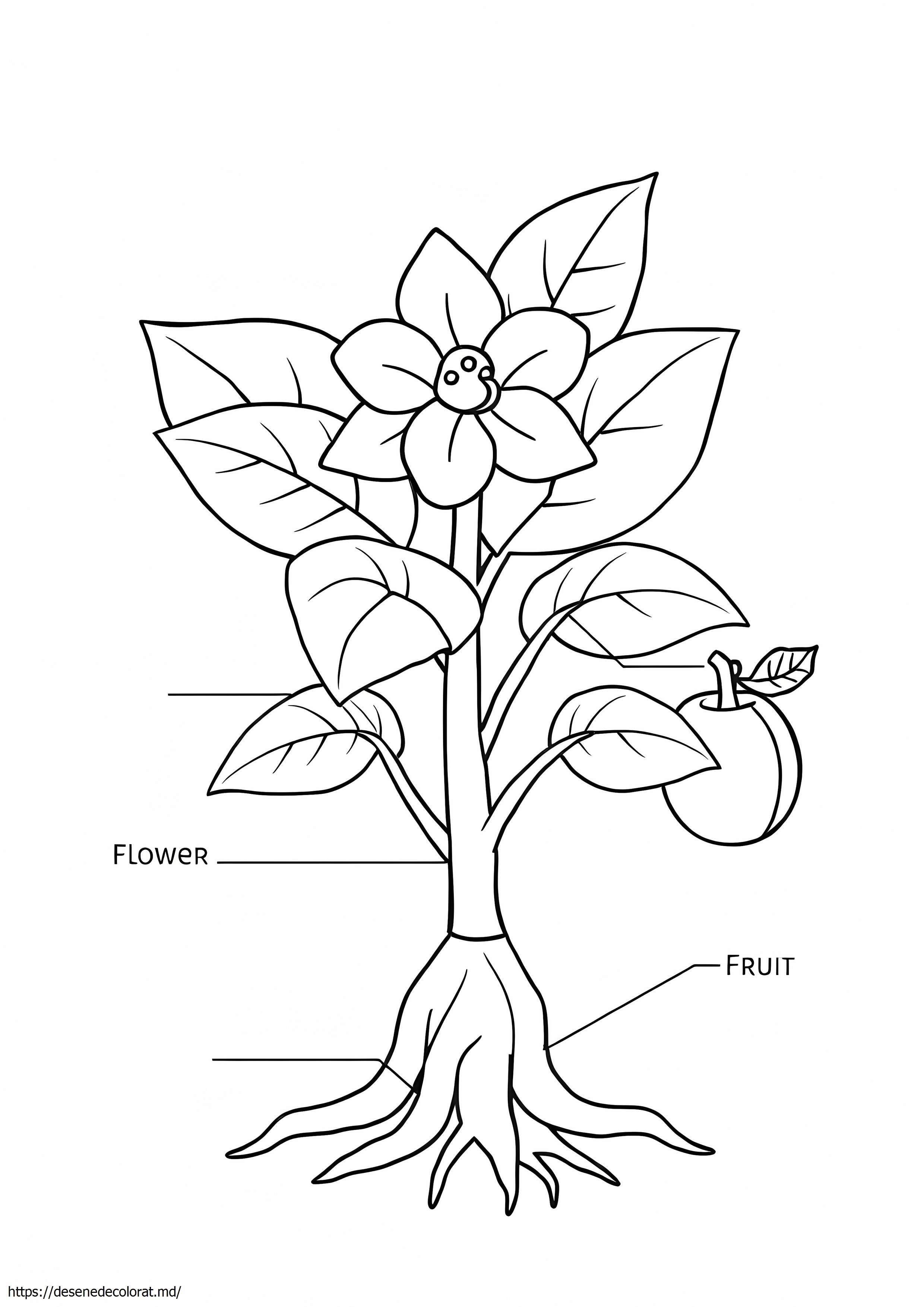 Părți ale plantelor