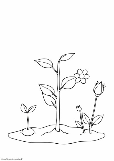 Ciclul de viață al plantelor