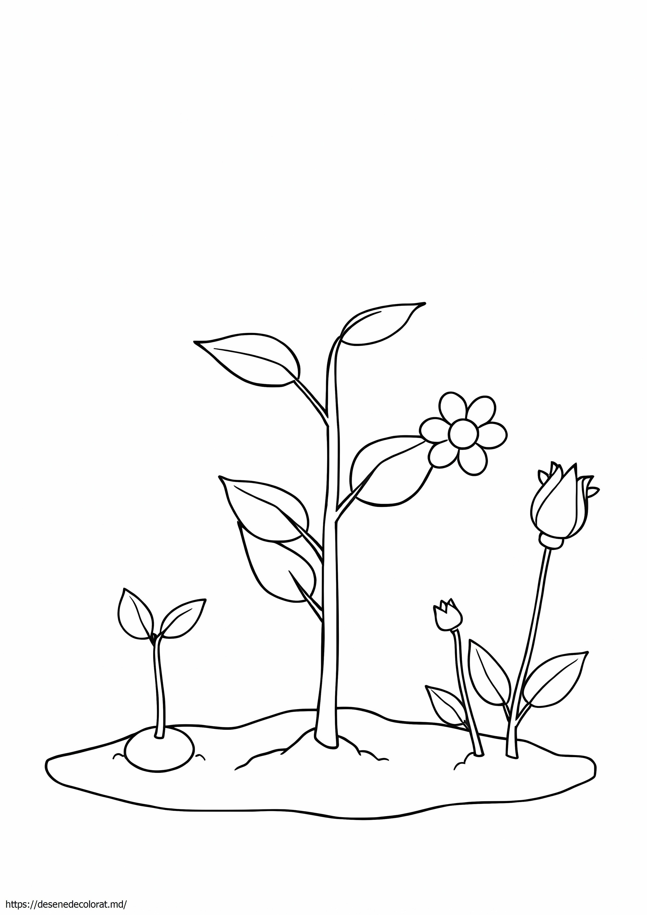 Ciclul de viață al plantelor