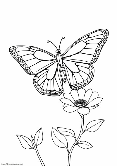 Fluture monarh