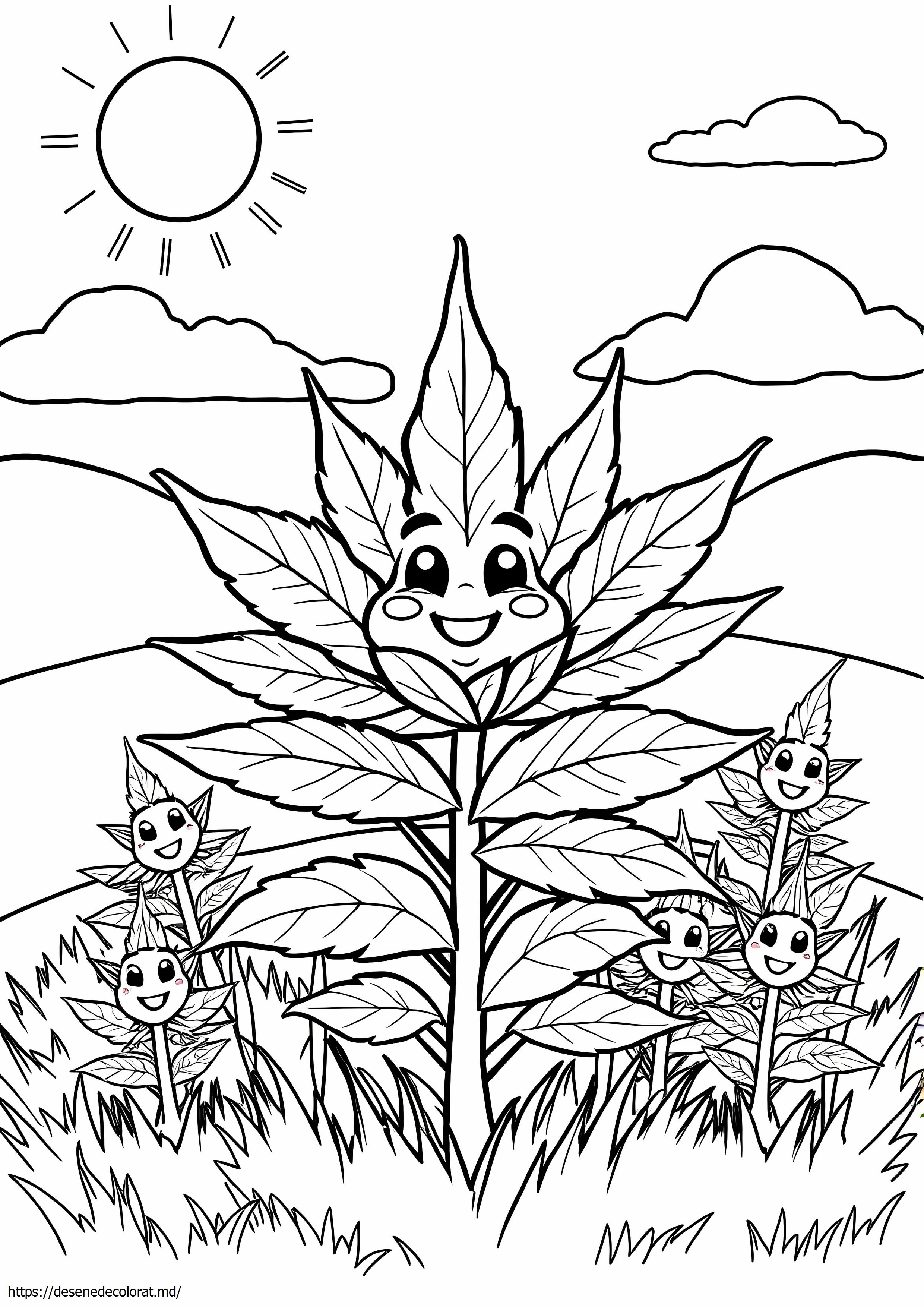 Marijuana