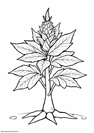 Buruiana