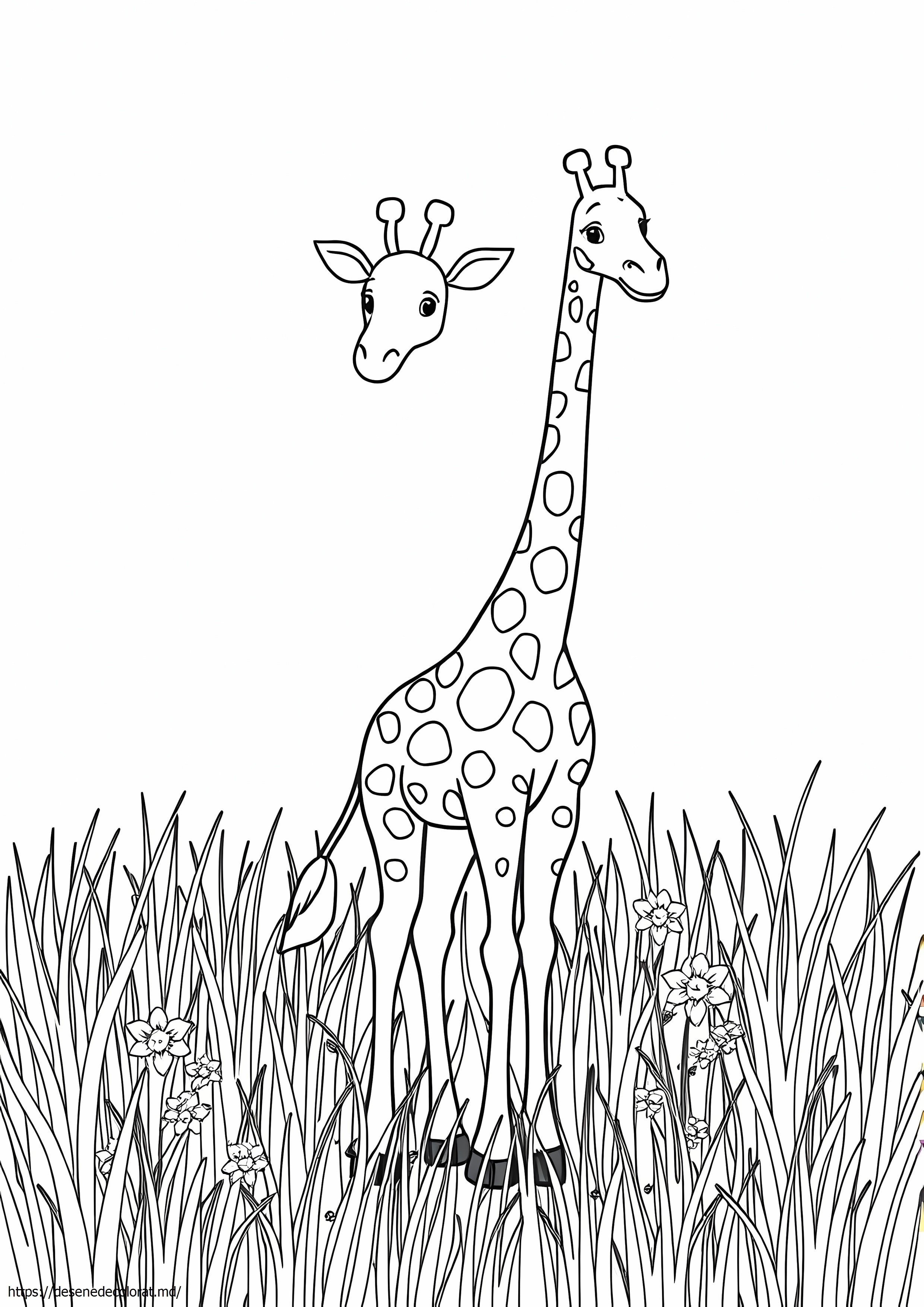 Girafă