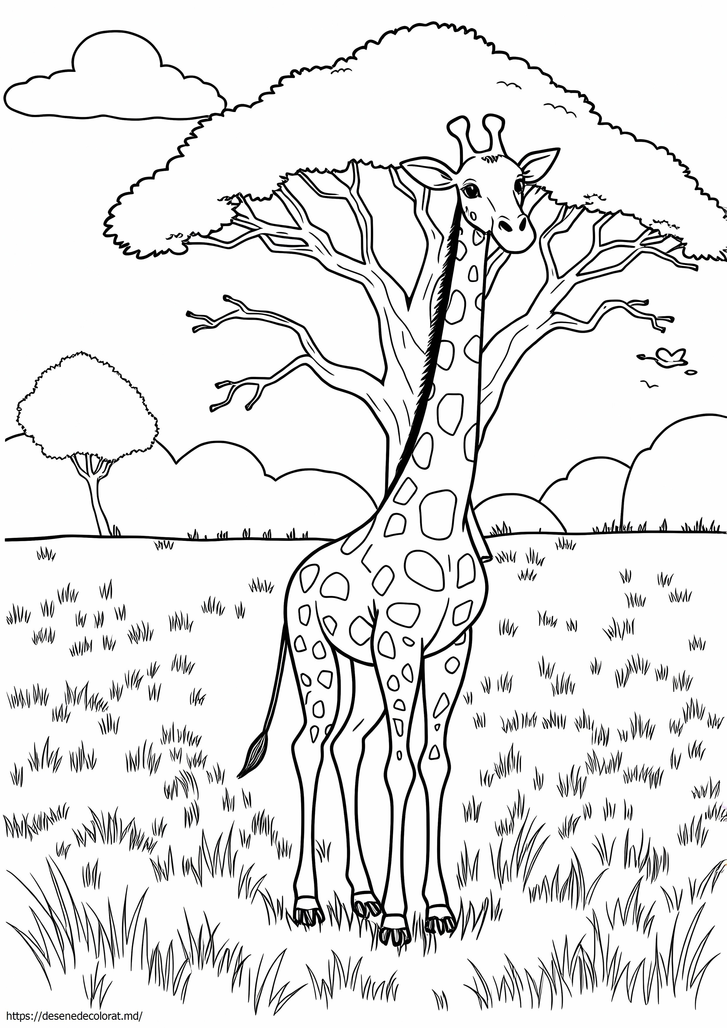 Girafa