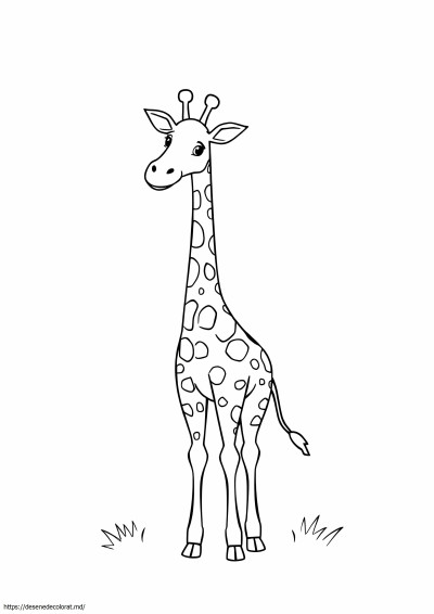 Girafe