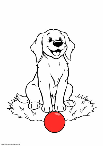 Golden retriever