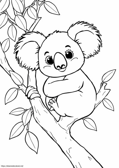 Koala