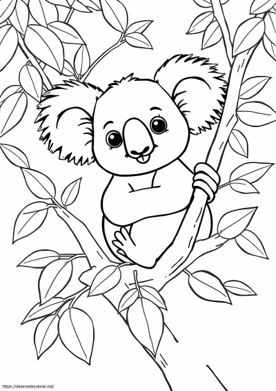 Ursul koala