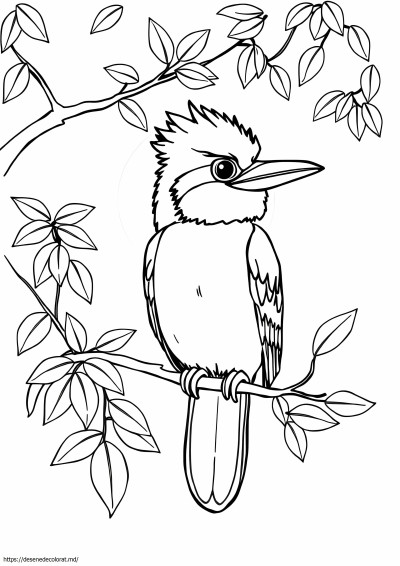 Kookaburra
