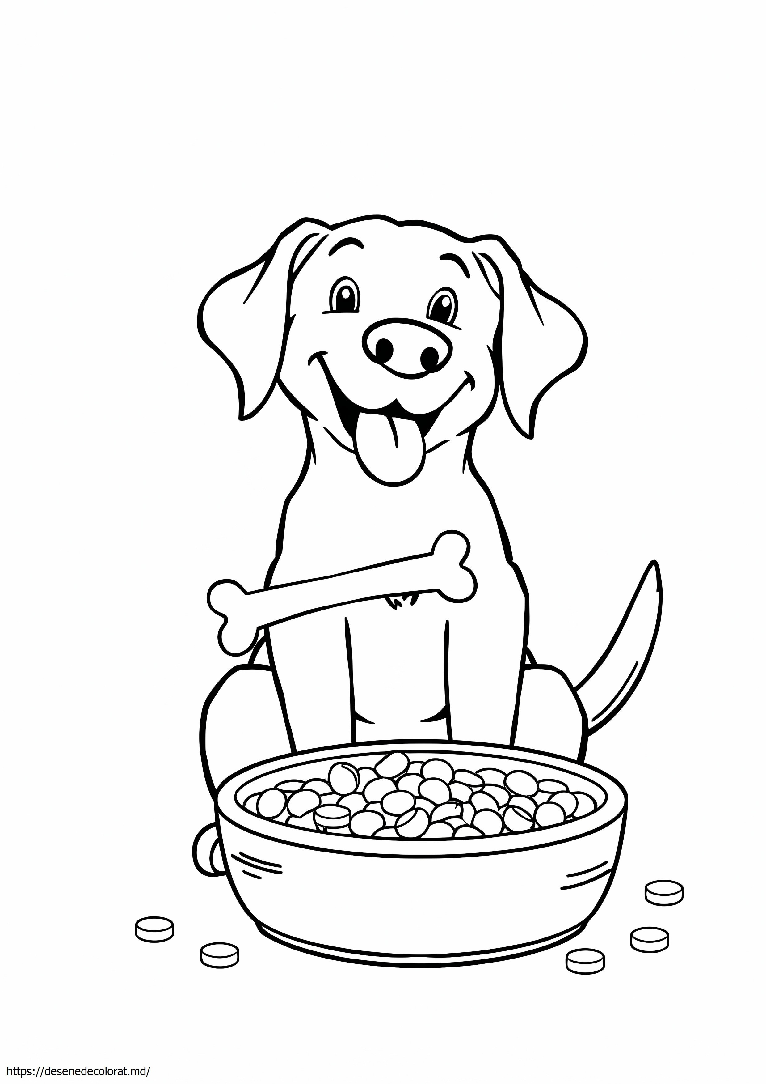 Labrador retriever