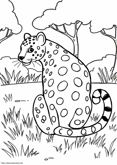 Leopard