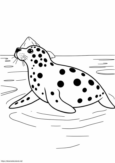 Foca leopard