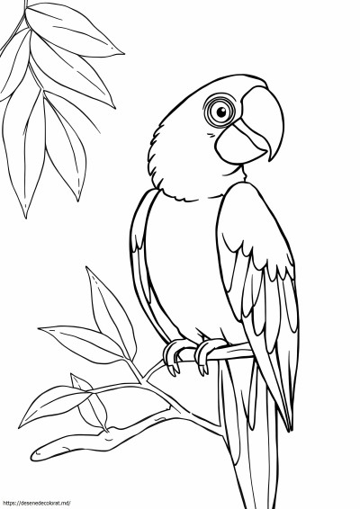 Papagal macaw