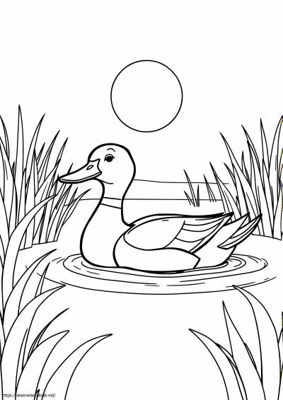 Rață mallard