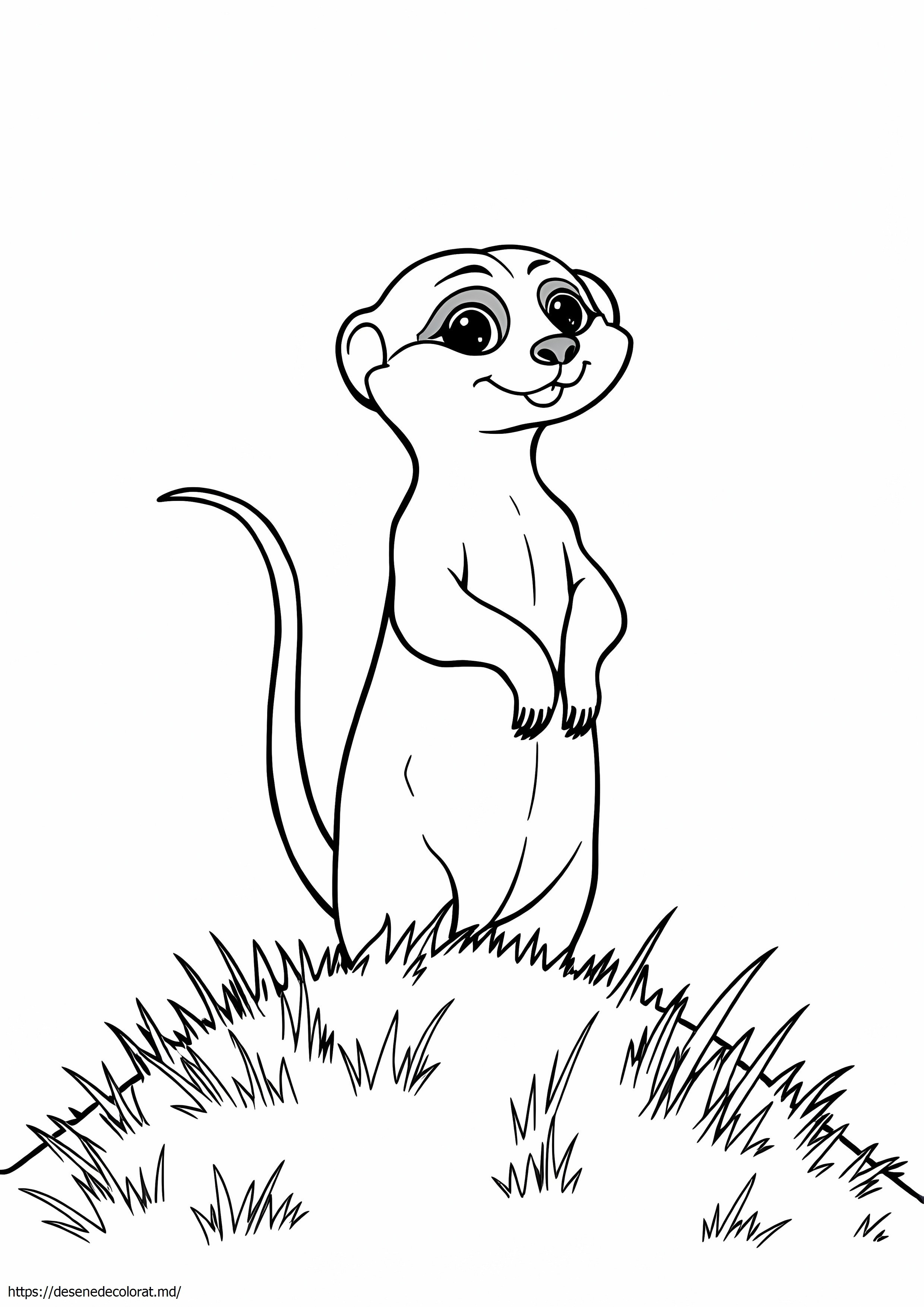 Suricata
