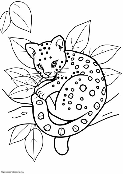 Ocelot