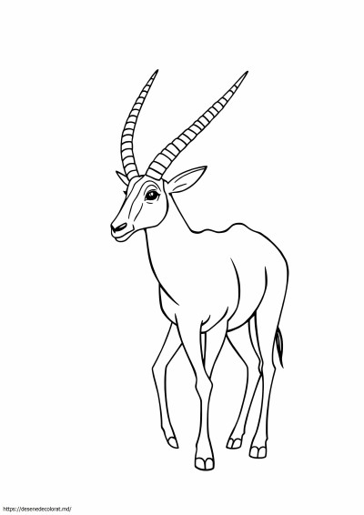 Oryx
