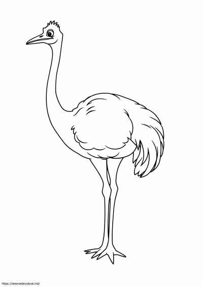 Struţ