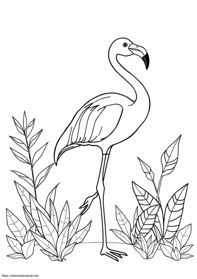 Flamingo roz