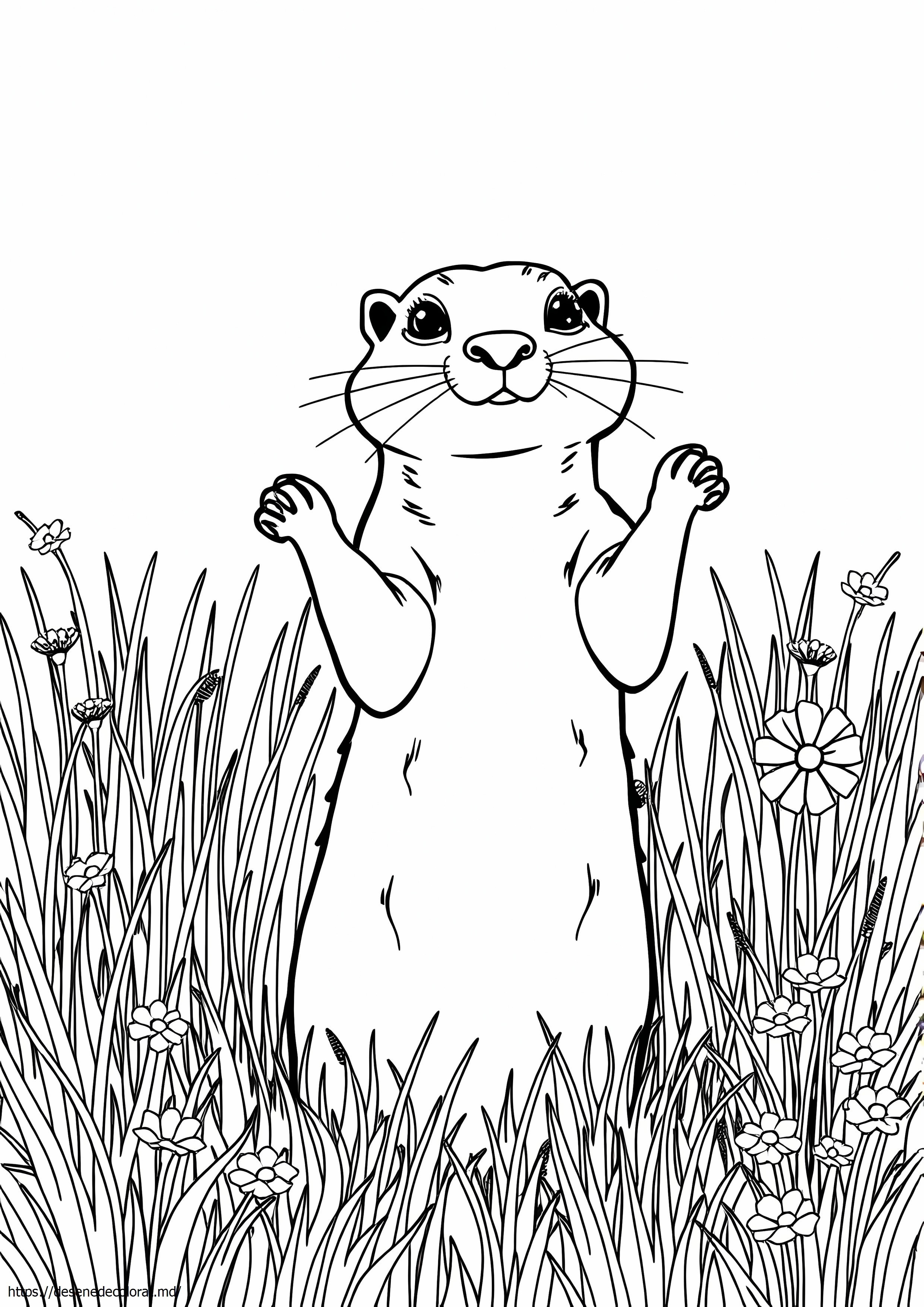 Câine de prerie