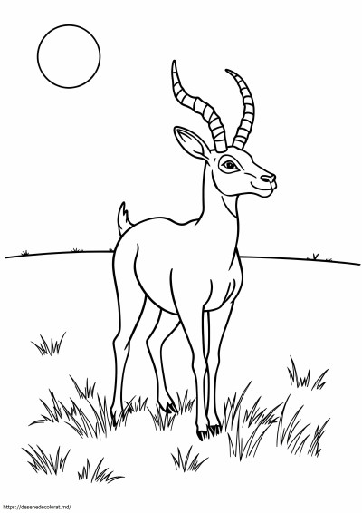 Pronghorn